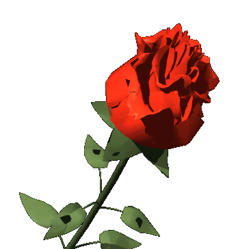 rose.gif image by Coni79